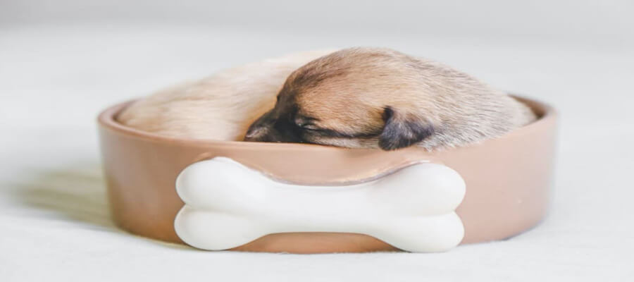 How to Train Your Puppy to Sleep Through the Night